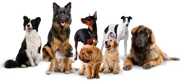 dogs-2-jpg