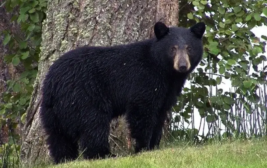 bear-big-png