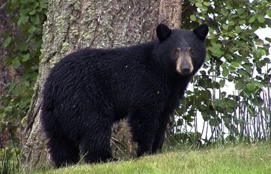 bear-big-png