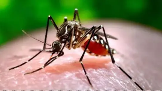mosquito-2-jpg