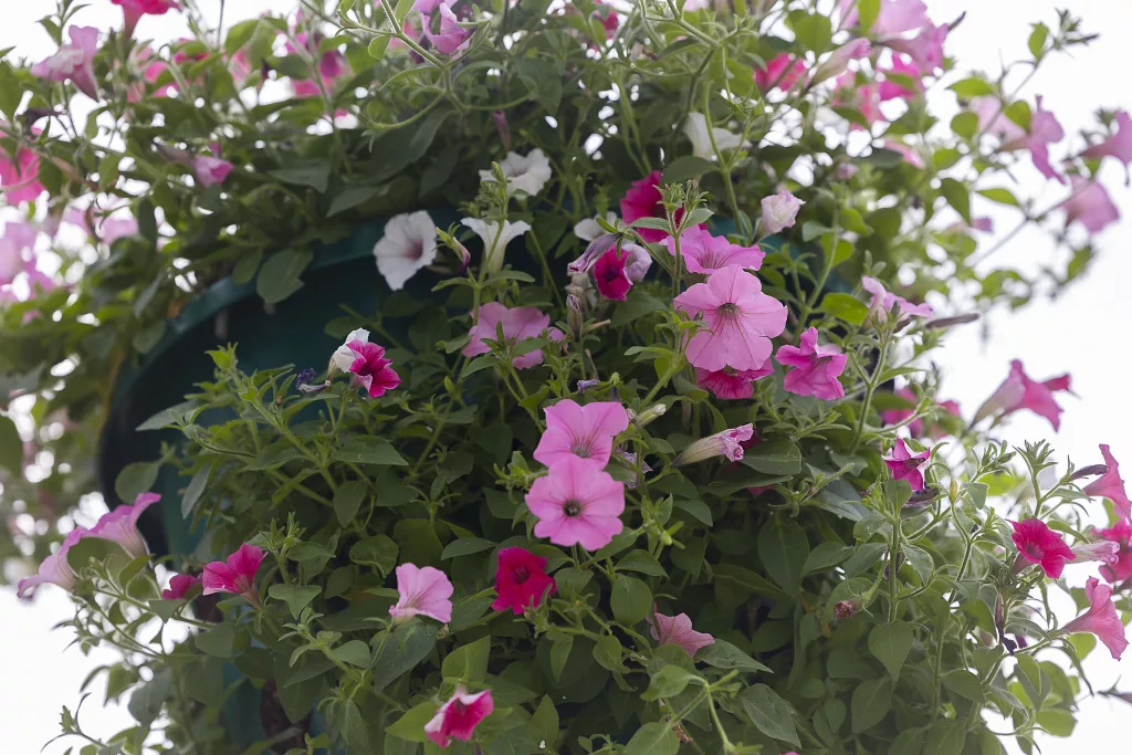 uvr3s4b365cchdizqb7byon3z4