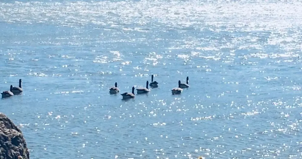 rock-river-geese