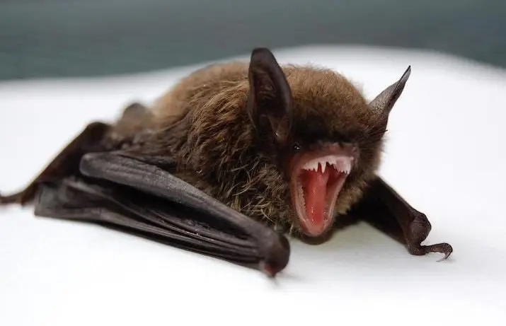 bat
