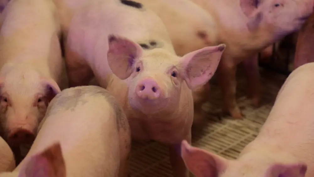 mqt7oqq6bzcnbhjwwkbl2atd7i301511