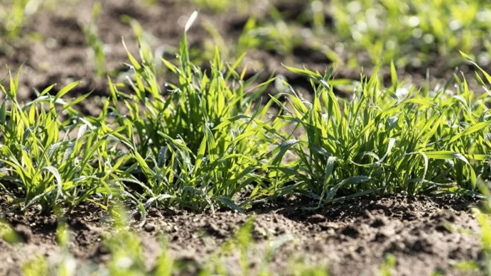 y4nwm3vj3nhw7kdzzes7vuoy2e730499