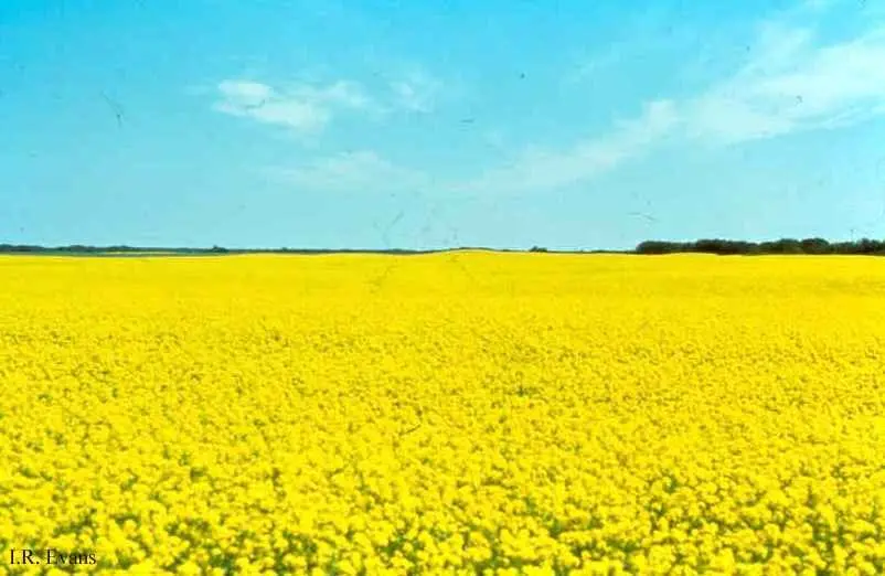 canola_sc5_l-jpg