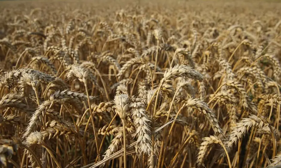 grain-field-financial-post-jpg