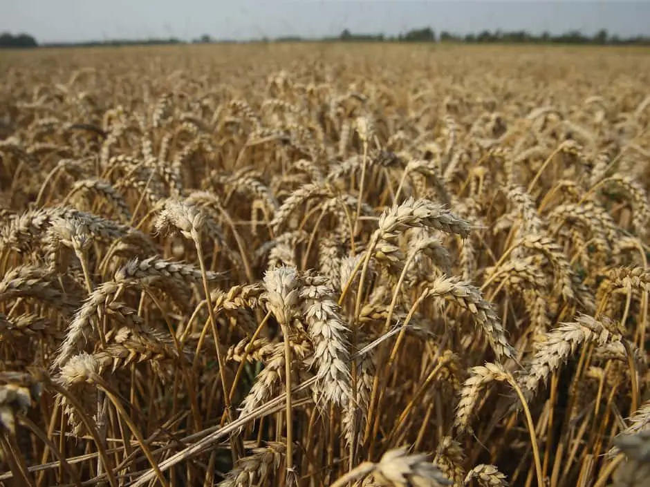 grain-field-financial-post-jpg