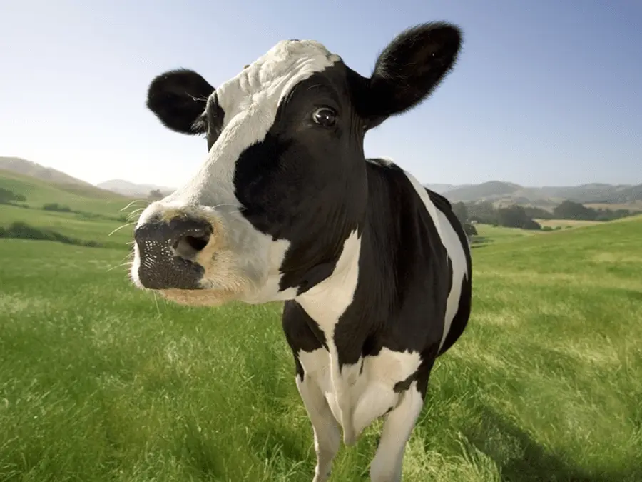 cow1-png