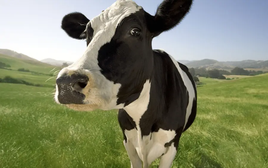 cow1-png-2