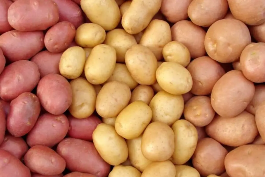 potatoes-jpg