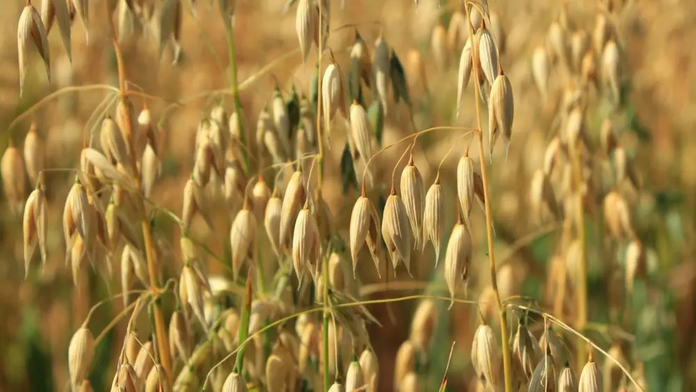 oats-jpg