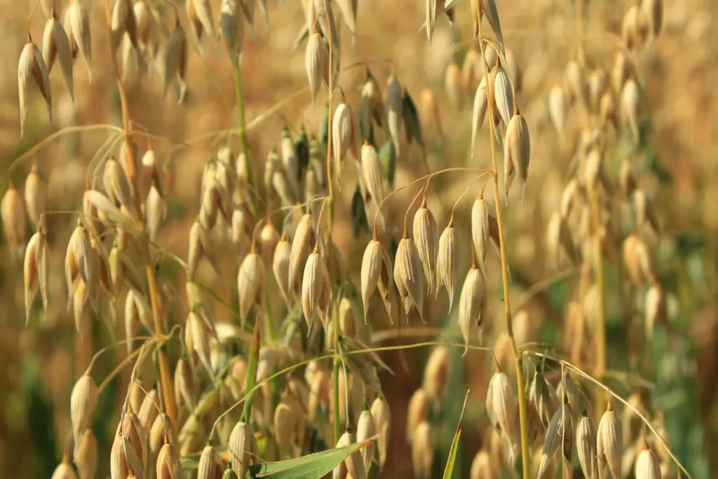 oats-jpg