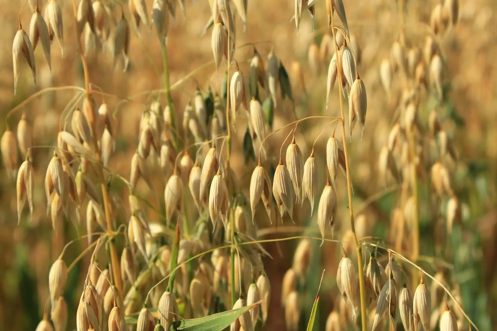 oats-jpg