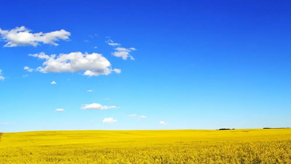canola