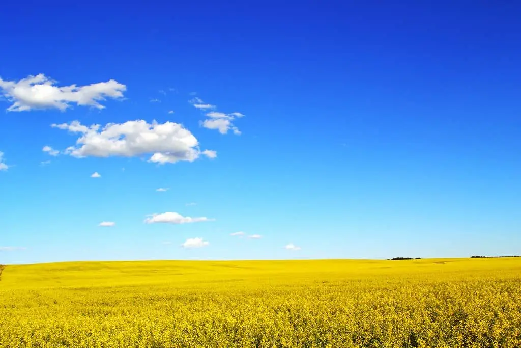 canola