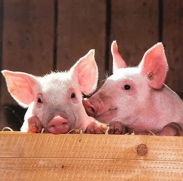 pigs-1507208_640-jpg-3
