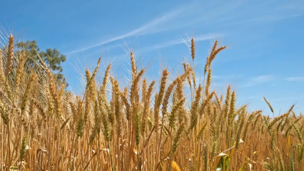 ee-wheat2-jpg-2