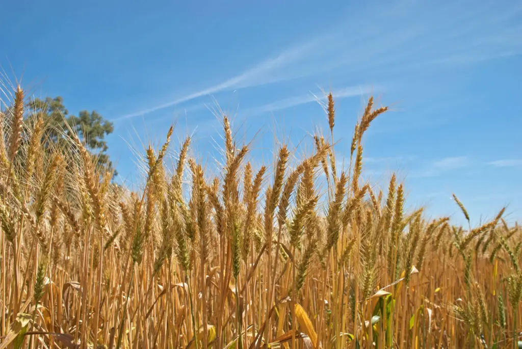 ee-wheat2-jpg-2