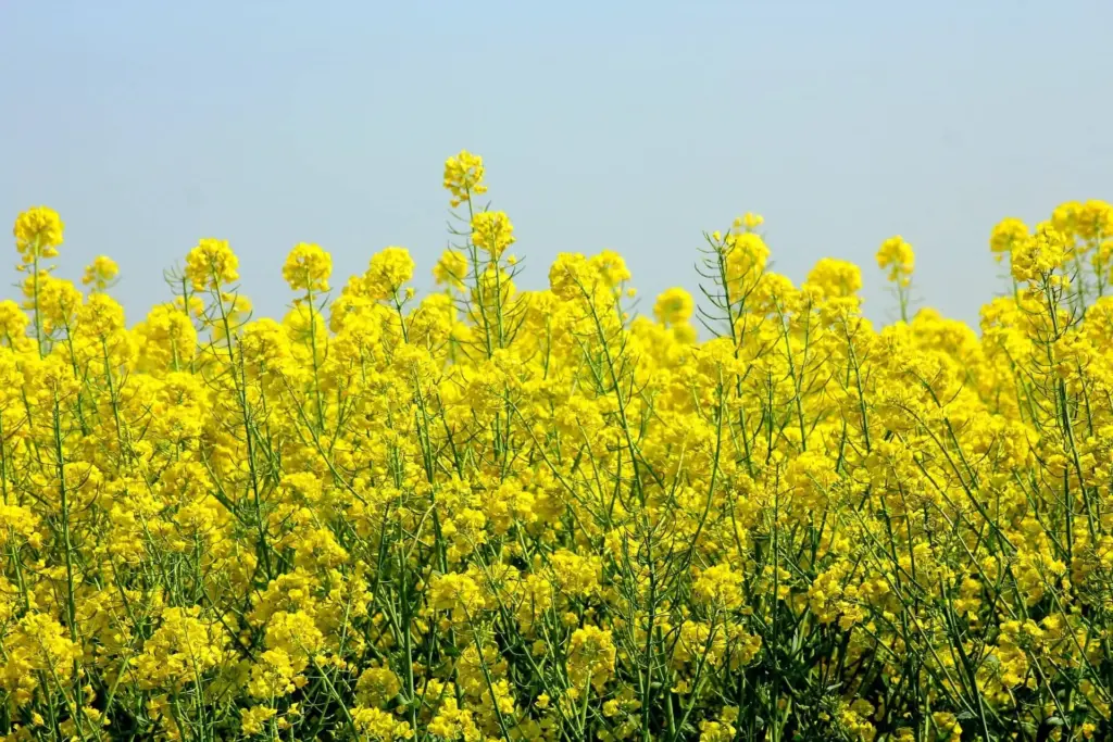 rapeseed-gc45fff85e_1920-jpg-5