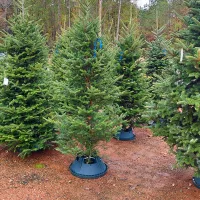 christmas-trees-for-sale