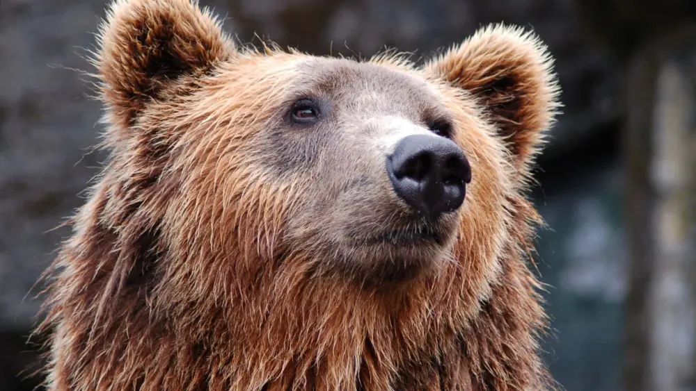 animal-bear-brown-bear-35435-jpg