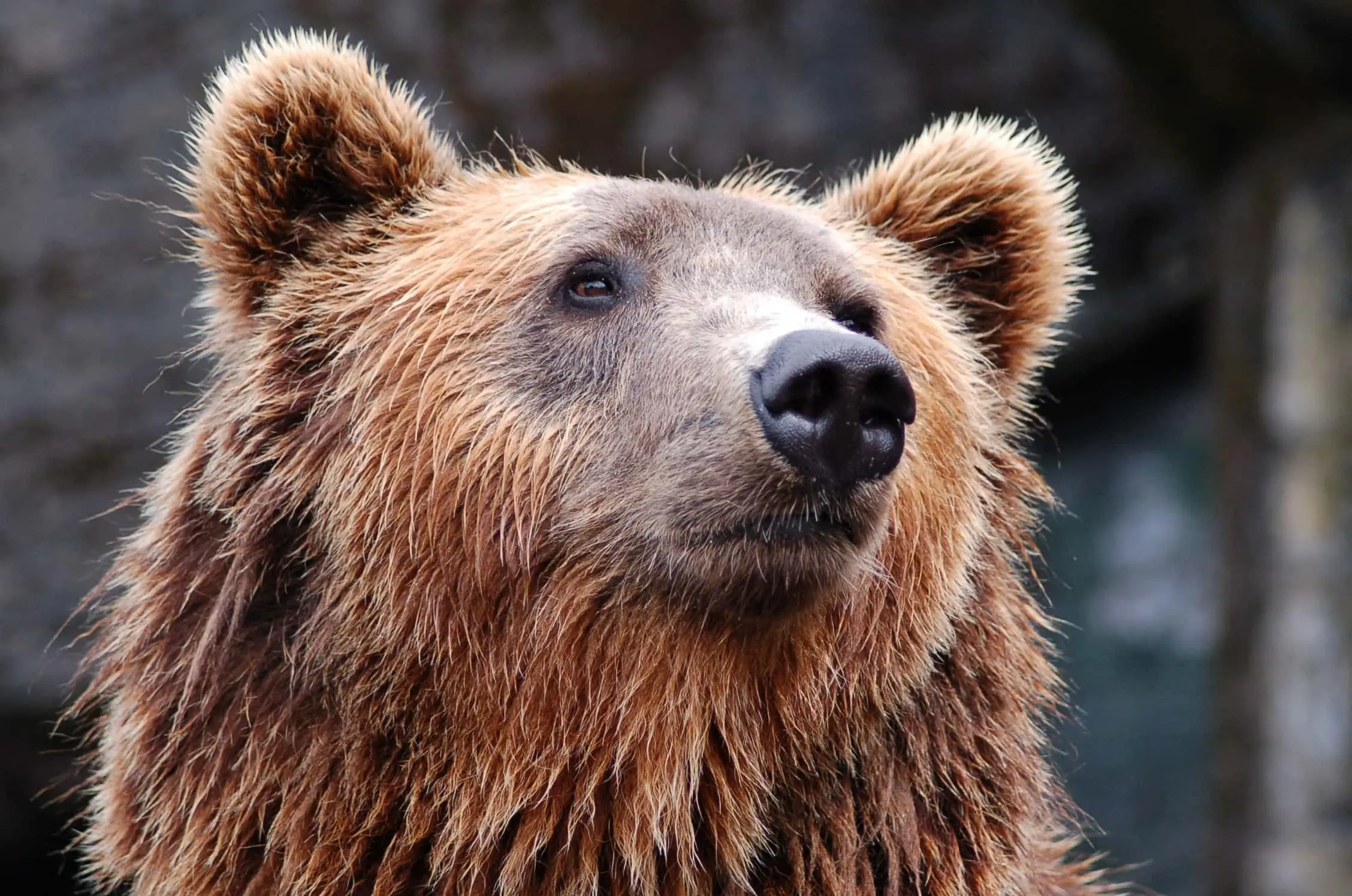 animal-bear-brown-bear-35435-jpg