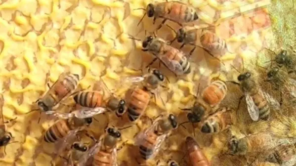 bees