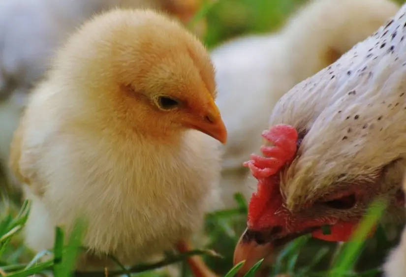 chickena