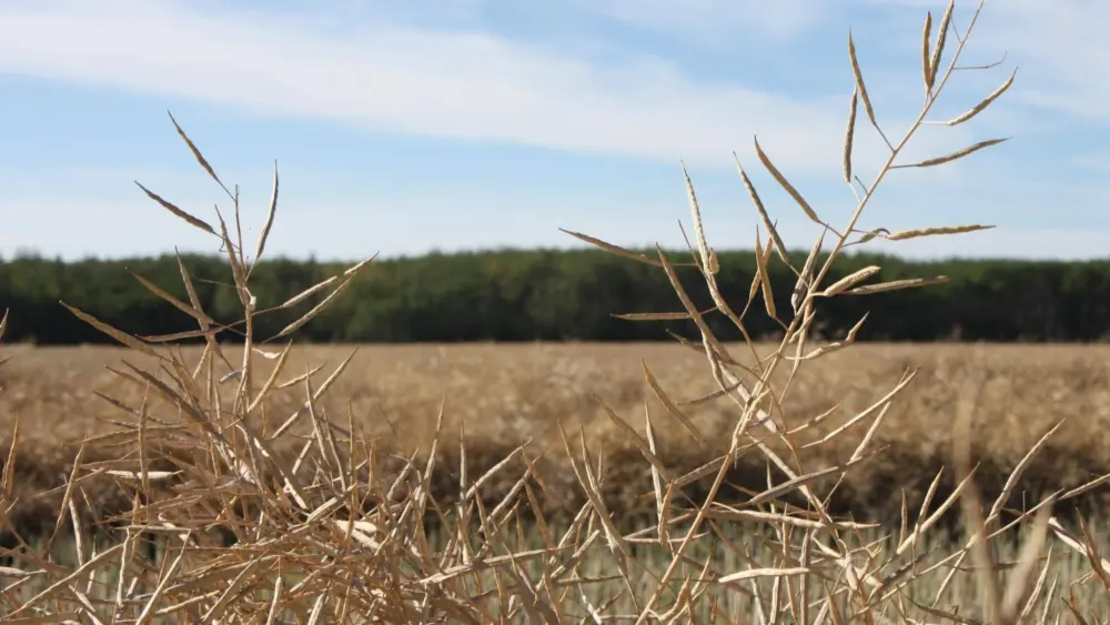 wheat