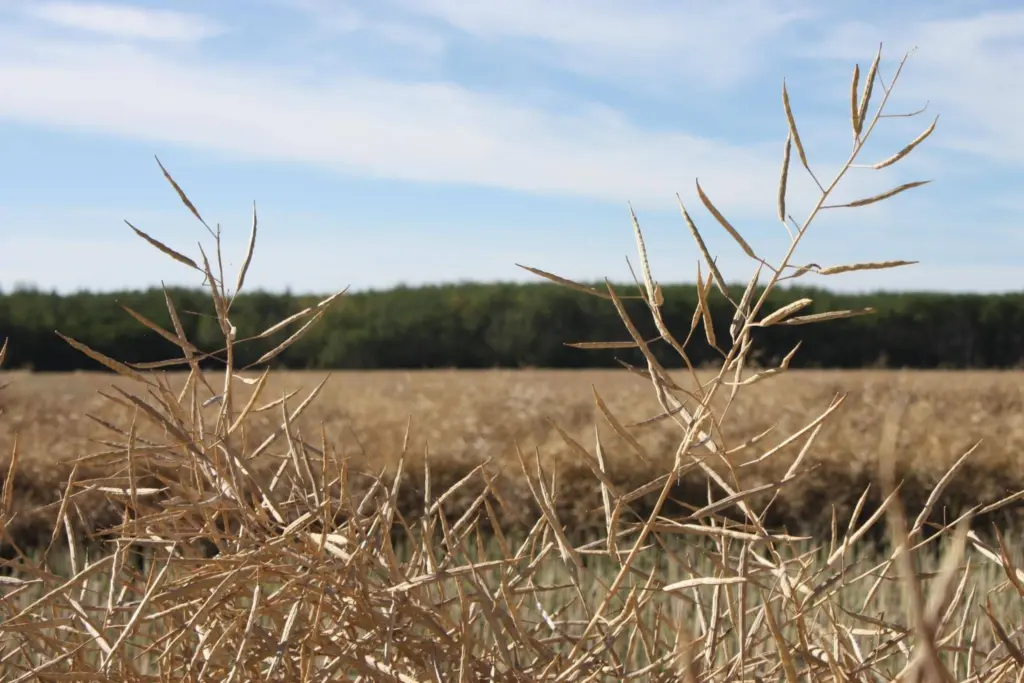 wheat