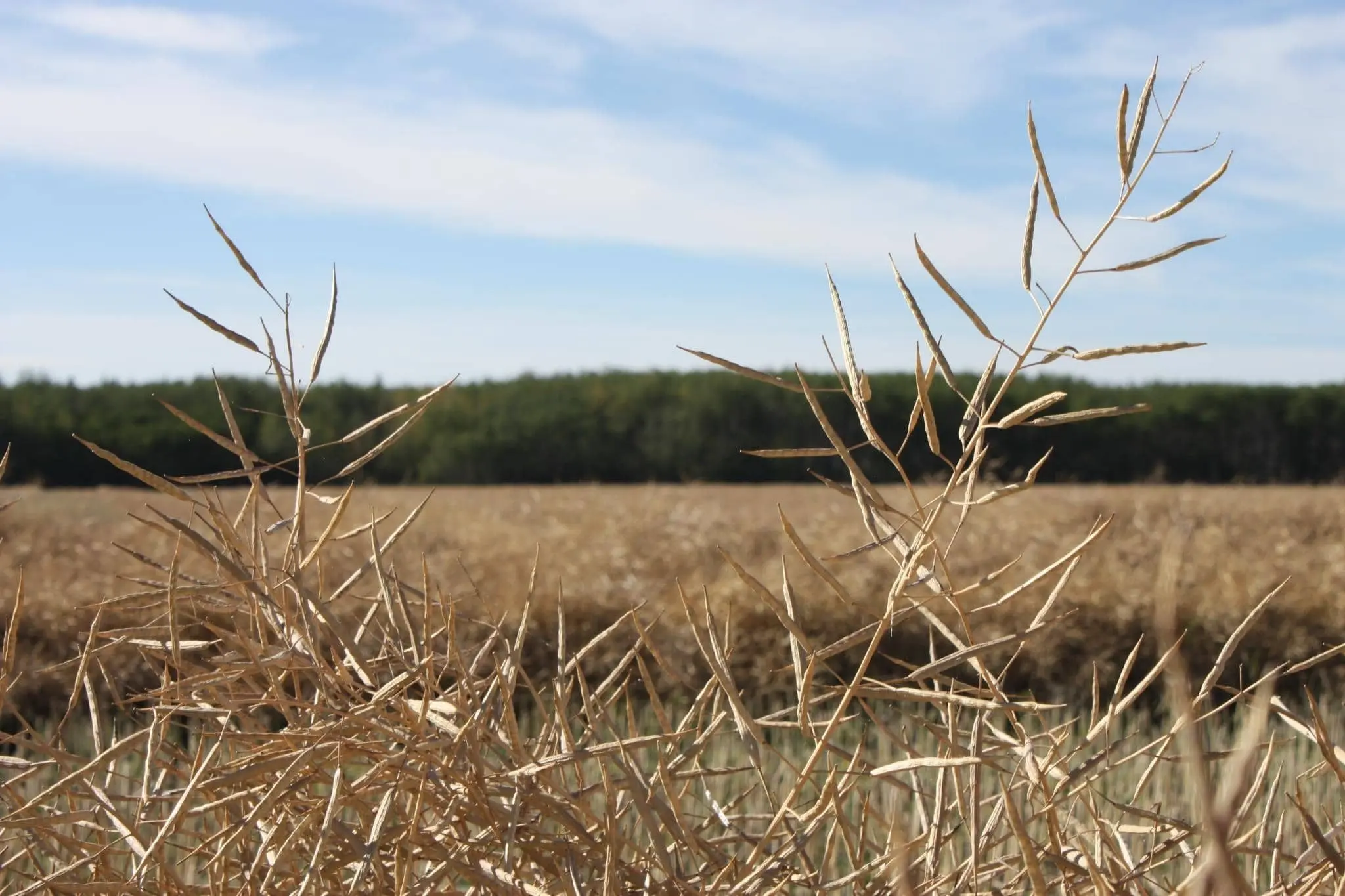 wheat