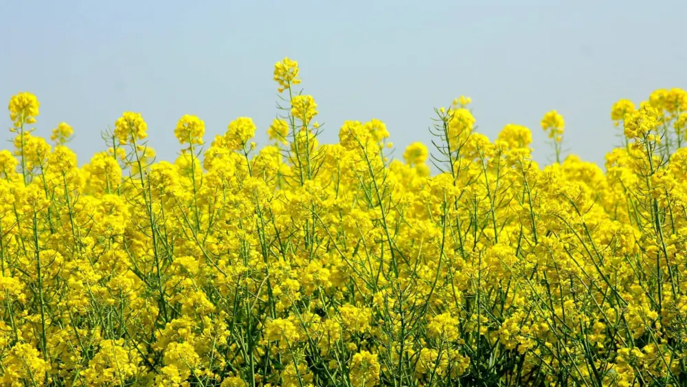 rapeseed-gc45fff85e_1920