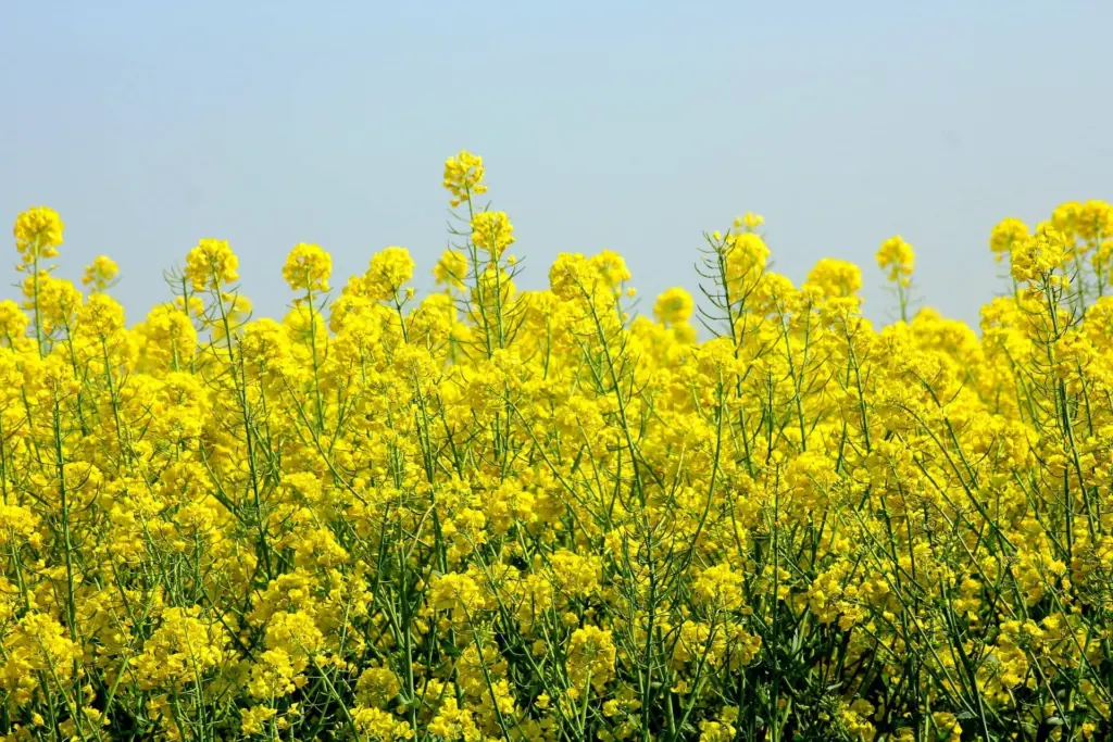 rapeseed-gc45fff85e_1920