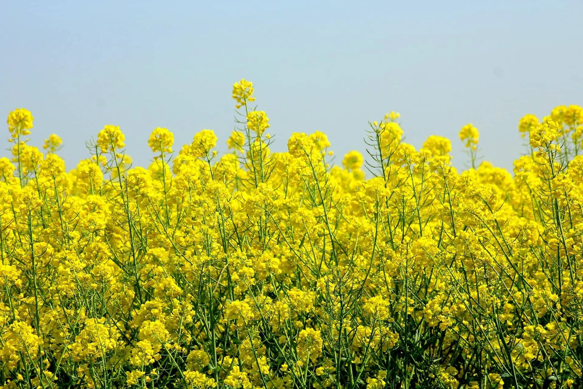 rapeseed-gc45fff85e_1920