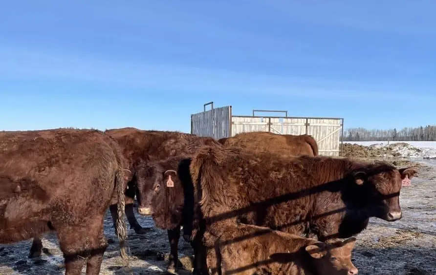 cows