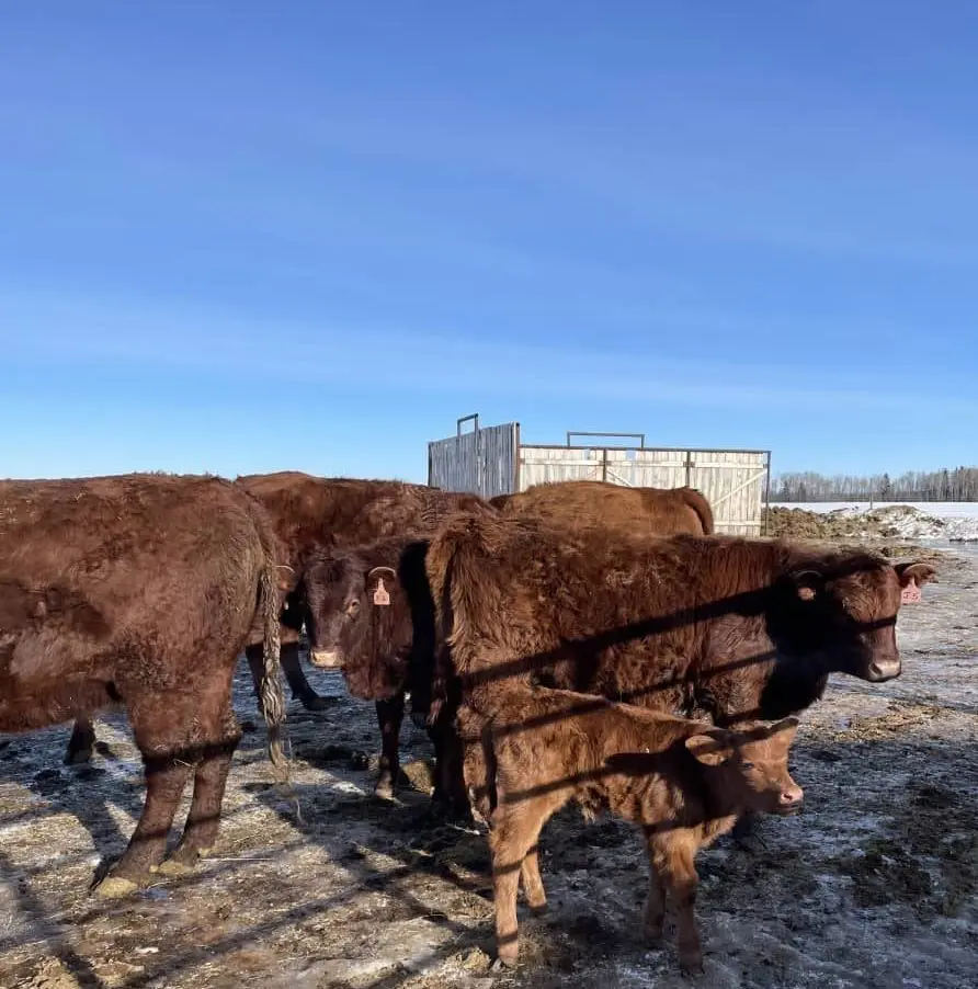 cows