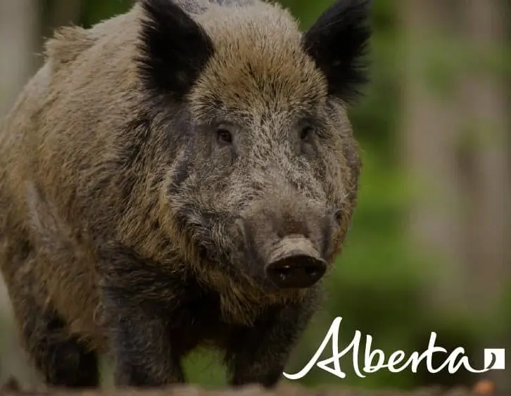boar
