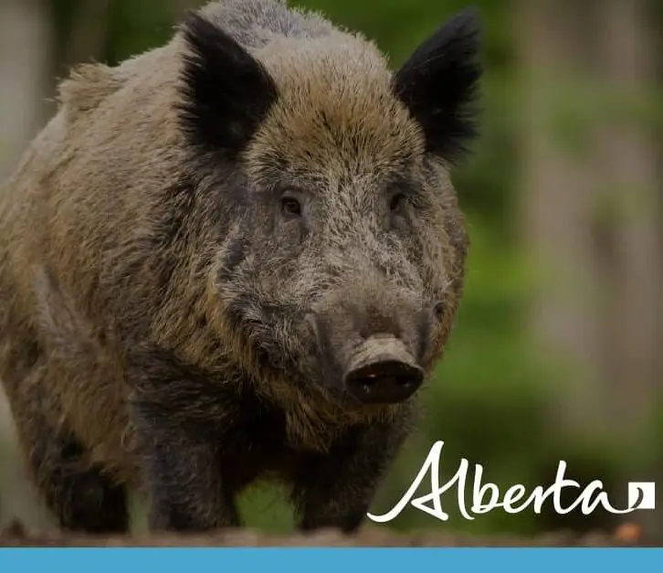 boar