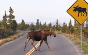 moose-on-road