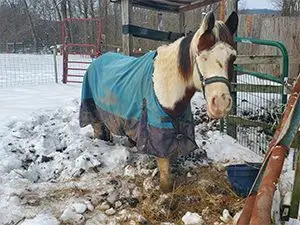 neglected-horse