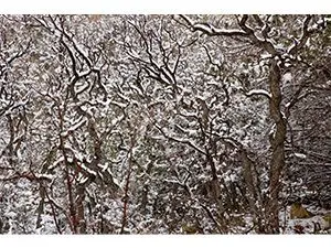 winter-trees-motion-array