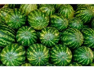 watermelons_motion-array
