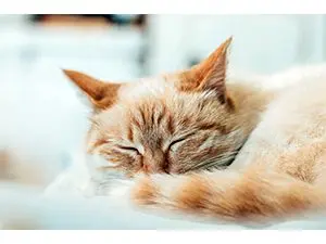 sleeping_cat_original_334445
