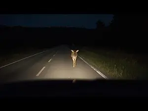 deer-in-headlights-_canva