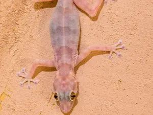 gecko-wall