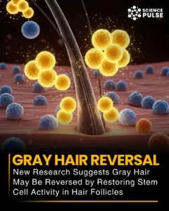 grey hair