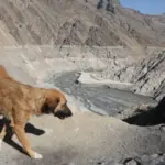 9ac79a36-9436-47bc-8dd5-08ddfa9117a6_cx0_cy5_cw0_w800_h450924086