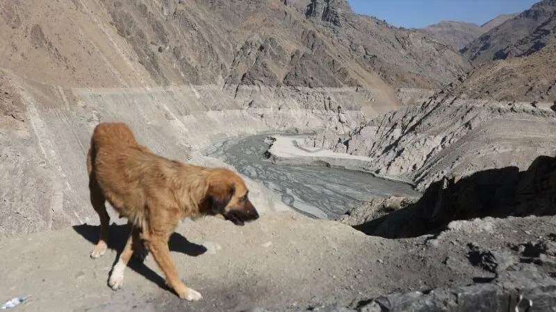 9ac79a36-9436-47bc-8dd5-08ddfa9117a6_cx0_cy5_cw0_w800_h450924086