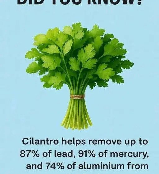 cilantro